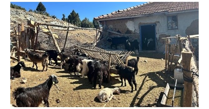 Burdur’da kaybolan 42 küçükbaş hayvan jandarma ekipleri tarafından bulundu