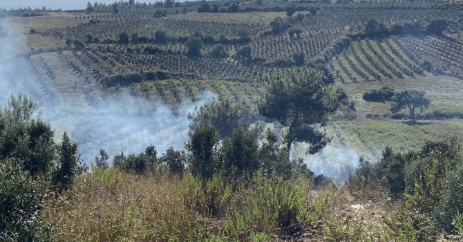 Osmaniye’de otluk alanda başlayan yangın zeytin ağaçlarına sıçradı