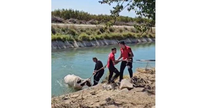 Sulama kanalına düşen ineği itfaiye kurtardı