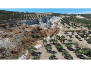 Depremin büyüklüğünü gösteren devasa yarığın ikiye ayırdığı bahçede tedirgin eden zeytin hasadı