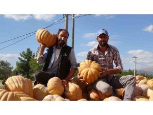 Su kısıtlaması bal kabağı rekoltesini yarı yarıya düşürdü