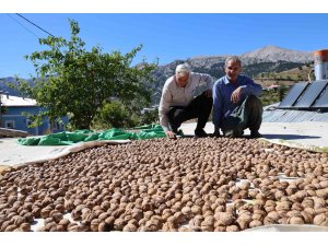 Saimbeyli Çeralan cevizi tescil yolunda