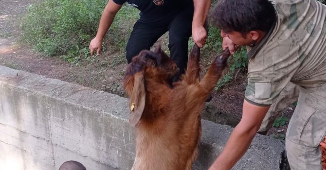 Havuza düşen keçileri itfaiye kurtardı