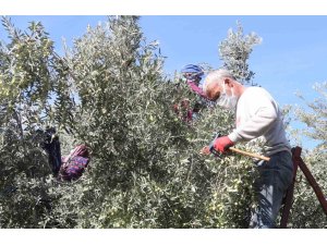 Başkan Murat Orhan’dan erken zeytin hasadına uyarısı