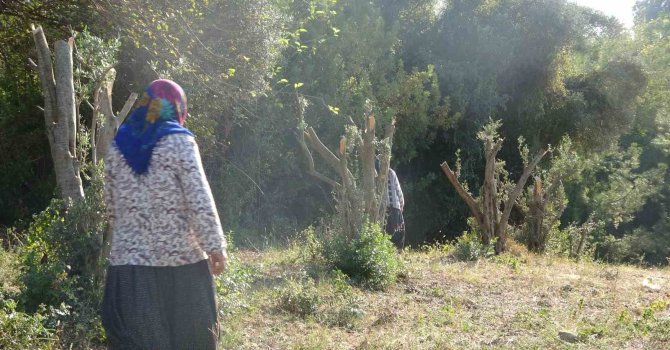 Kadınlara karşı soyunup tartışan kişi zeytin ağaçlarını kesti iddiası