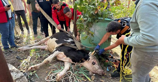 20 metrelik su kuyusuna düşen ineği itfaiye kurtardı