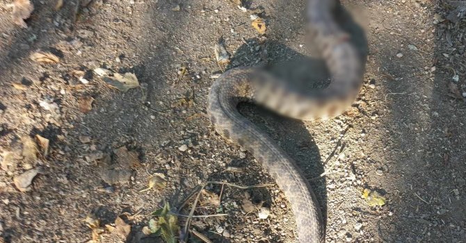 Zeytin toplarken engerek yılanı soktu