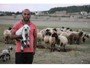 Hayvan yetiştiricileri, hayvanlarının çobanlığını da kendileri yapıyor