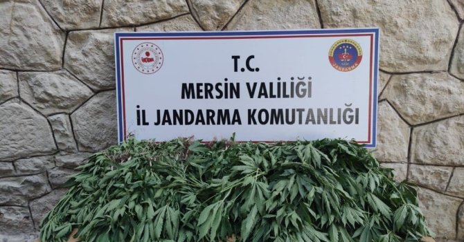 Mersin’de uyuşturucu serası kuran şüpheli yakalandı