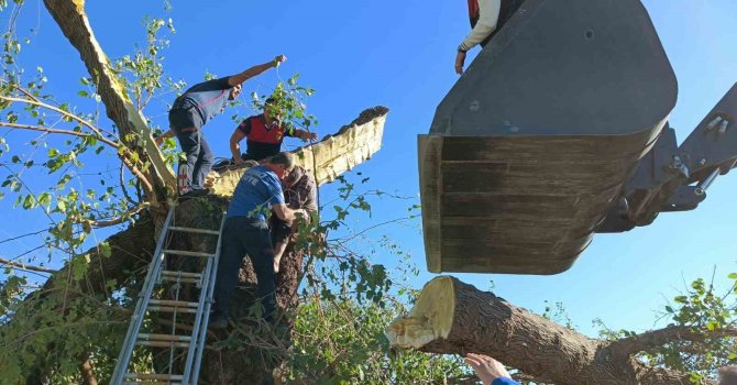 Kestiği ağacın altında kalarak hayatını kaybetti