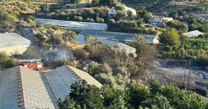 Alanya’da avokado bahçesinde yangın: 60 ağaç kül oldu