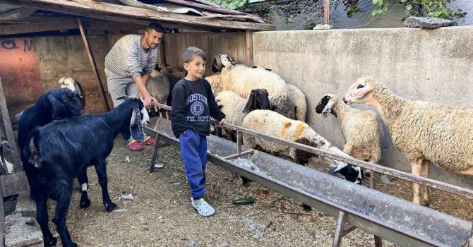 Arabasını satarak hayvancılığa başlayan depremzede baba ve böbrek hastası 2 evladının umudu olan 22 koyunu polis ekipleri buldu