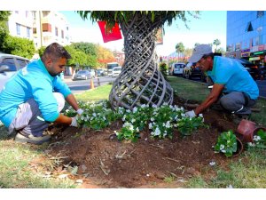 Alanya belediyesi mevsimlik çiçek dikimlerine başladı