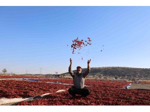 En acı hasat: Maraş biberinde üretim 50 bin ton