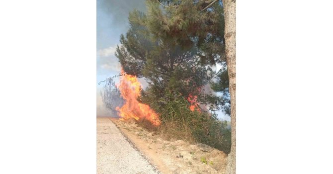 Antakya’da ormanlık alandaki yangın büyümeden söndürüldü