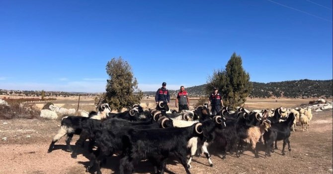 Kayıp hayvanlar jandarma tarafından 4 kilometre uzakta bulundu