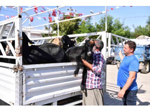 Mersin’de 5 yılda 300 üreticiye 7 bin 500 küçükbaş hayvan desteği