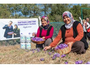 Mersin Yenişehir’de safran üretimi 4. yılına girdi