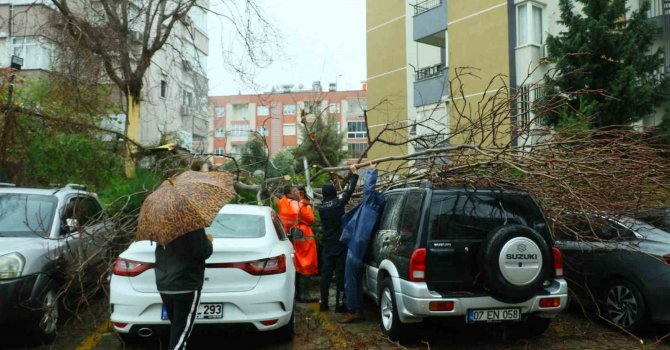 Şiddetli rüzgarın ortadan ikiye ayırdığı ağaç 3 aracın üzerine devrildi