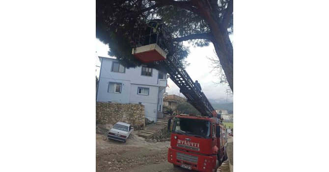 Yayladağı’nda ağaçta mahsur kalan kediyi itfaiye kurtardı