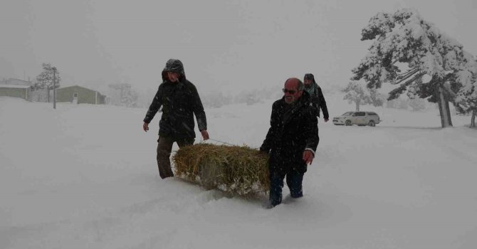 Burdur yaylalarında kar kalınlığı 50 santime ulaştı, yaban hayvanlar için seferberlik başladı