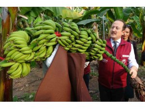 Muz ve mandalinada yeni çeşitler geliştirilip tescillendi