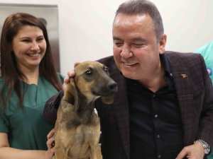 Antalya Büyükşehir Belediyesi 30 bine yakın kedi ve köpeğin tedavisini gerçekleştirdi