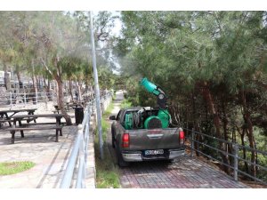 Alanya Belediyesi çam kese böceğine önlem aldı