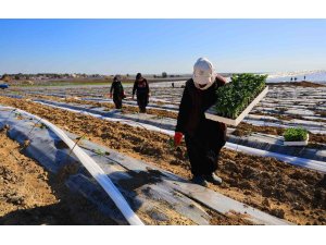 Adana’da karpuz fideleri toprakla buluştu