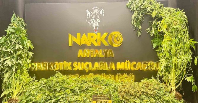 Antalya’da son 1 haftada 11 kilogram skunk ele geçirildi