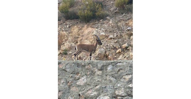 Yaban keçisini avladı, "Domates yıkıyordum" savunmasıyla şaşırttı