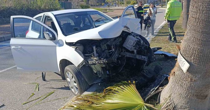 Kontrolden çıkıp palmiye ağacına çarptı, otomobilin plakası ağaca yapıştı