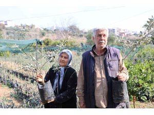 Dağdan topladıkları zeytin fidanlarını aşılayıp dayanıklı zeytin ağacı ortaya çıkardılar