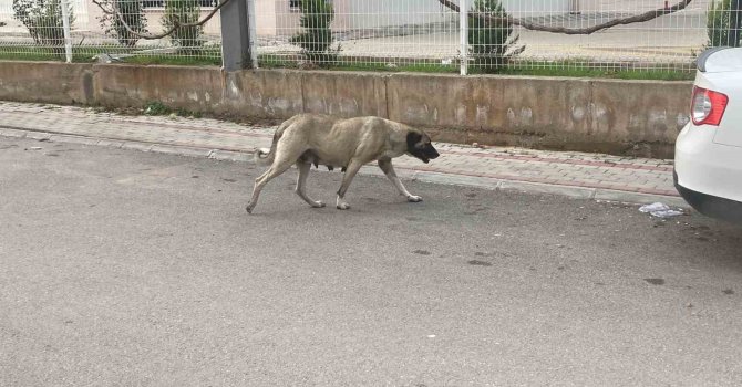 Sokak köpekleri kadına saldırdı: O anlar kamerada