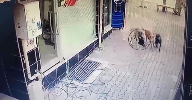 Başıboş sokak köpekleri tavuğu telef etti