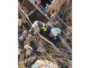 Antakya’da çukura düşen yavru köpekleri itfaiye kurtardı