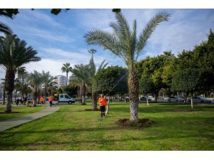 Mersin’in simgesi palmiyeler zararlılara karşı korunuyor