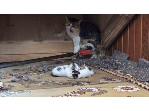 Kedi vaaz kürsüsünün altına yavruladı