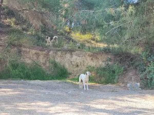 Köpekler başıboş gezmeye devam ediyor