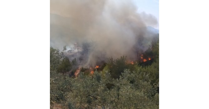 Osmaniye’de ormanlık alanda korkutan yangın