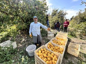 Üreticinin önlemiyle zirai dondan kurtulan limon bahçede 15 TL’den alıcı buluyor