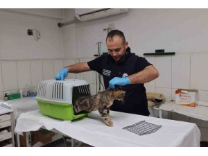 Sosyal medyadan paylaşılan hasta kedi tedavi altına alındı