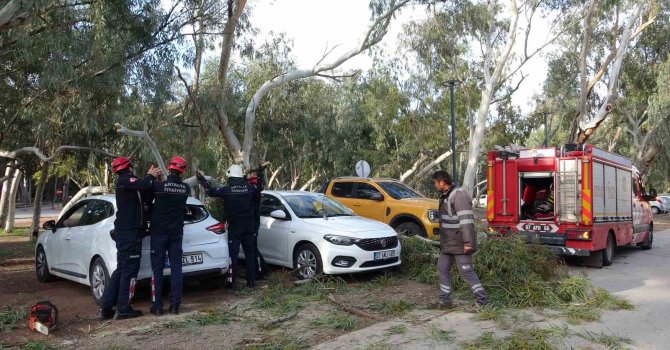 Rüzgar nedeniyle devrilen ağaç iki otomobile zarar verdi