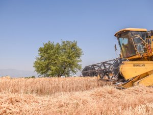 Kepez’in buğdayından 1 milyon 250 bin adet ekmek