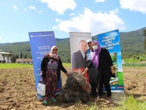 Büyükşehir, çiftçiye destek için tıbbi ve aromatik bitki üretiyor