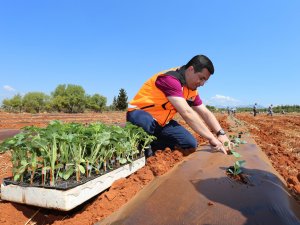 Tütüncü, karpuz, kavun fidelerini toprakla buluşturdu