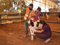 Yangın bölgesinde yaralı hayvanlar tedavi ediliyor