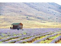 Afşin’in aromatik yağları ve kozmetik ürünleri İngiltere yolcusu