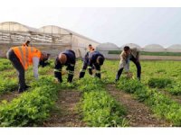 Akdeniz’de toprakla buluşturulan maralfalfa bitkisi çelikleri yeşerdi