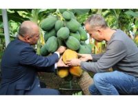 Örtü altında papaya üretimi denendi, bir fidan 60 kilo ürün verdi